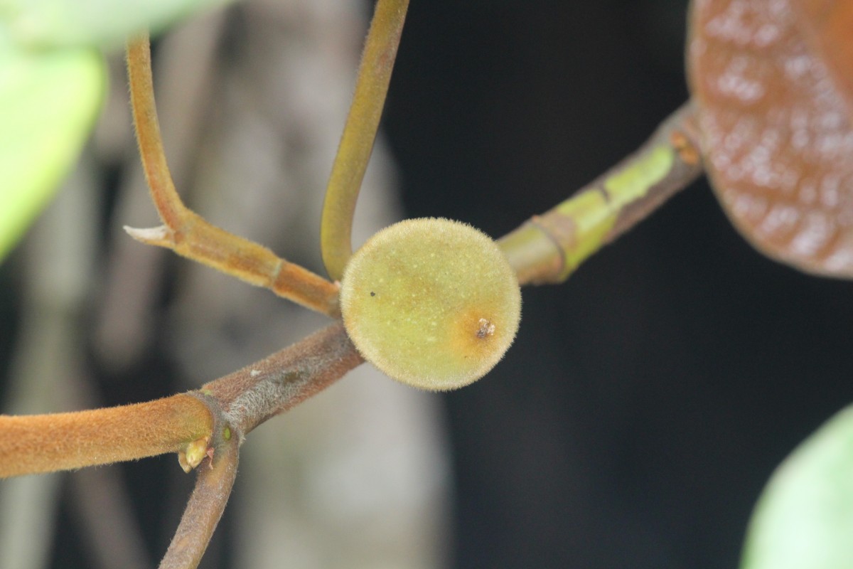 Ficus laevis Blume